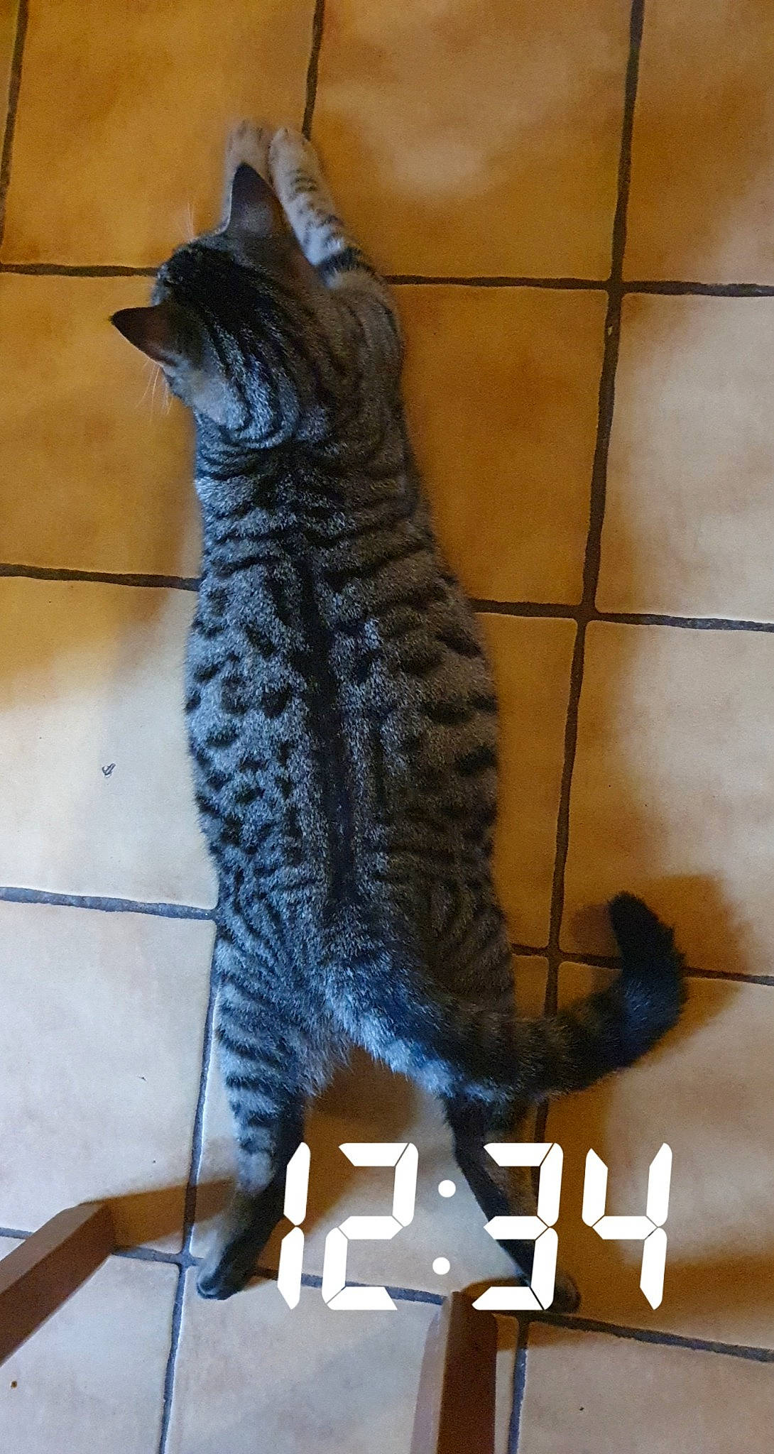 Yoda a rejoint le concours — aidez-le/la à gagner de superbes lots ! art, carnivore, cat, claw, domestic_short_haired_cat, felidae, flooring, font, fur, grey, sitting, small_to_medium_sized_cats, snout, tail, terrestrial_animal, whiskers, window