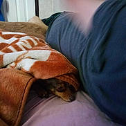 Star is registered to the contest to win money with this photo: dog, blanket, bed, person, arm, finger, cozy, sleeping, peeking, indoor, door, wall, pillow, sheet, fabric, resting, small_dog, blurry, low_light, fur