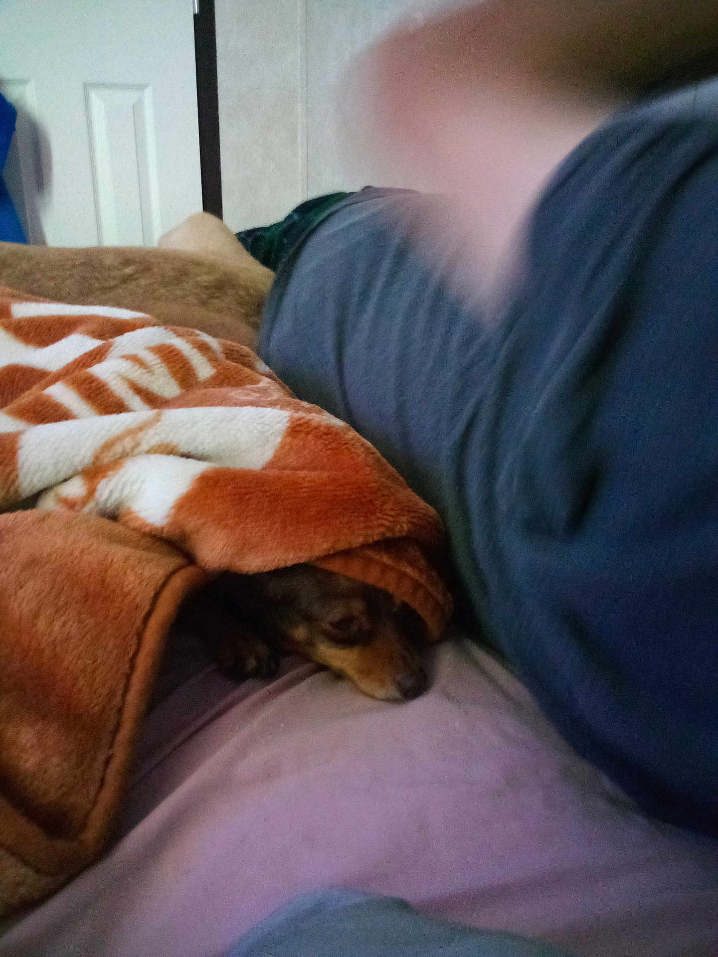 Star is registered to the contest to win money with this photo: dog, blanket, bed, person, arm, finger, cozy, sleeping, peeking, indoor, door, wall, pillow, sheet, fabric, resting, small_dog, blurry, low_light, fur