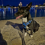 Spirou a rejoint le concours — aidez-le/la à gagner de superbes lots ! animal, black_dog, blue_harness, boats, calm, canine, city_lights, dog, evening, leash, marina, night, outdoor, pet, reflection, shadow, sitting, stone_pier, tongue_out, water