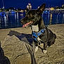 animal, black_dog, blue_harness, boats, calm, canine, city_lights, dog, evening, leash, marina, night, outdoor, pet, reflection, shadow, sitting, stone_pier, tongue_out, water