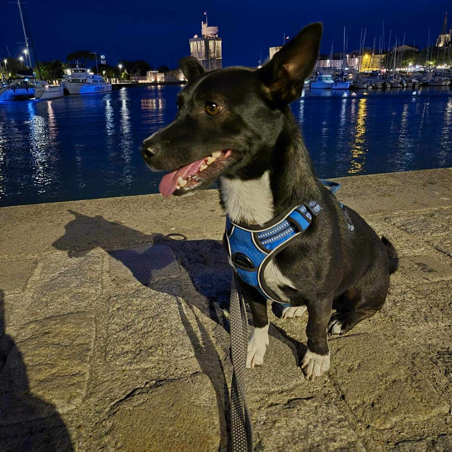 Spirou a rejoint le concours — aidez-le/la à gagner de superbes lots ! animal, black_dog, blue_harness, boats, calm, canine, city_lights, dog, evening, leash, marina, night, outdoor, pet, reflection, shadow, sitting, stone_pier, tongue_out, water