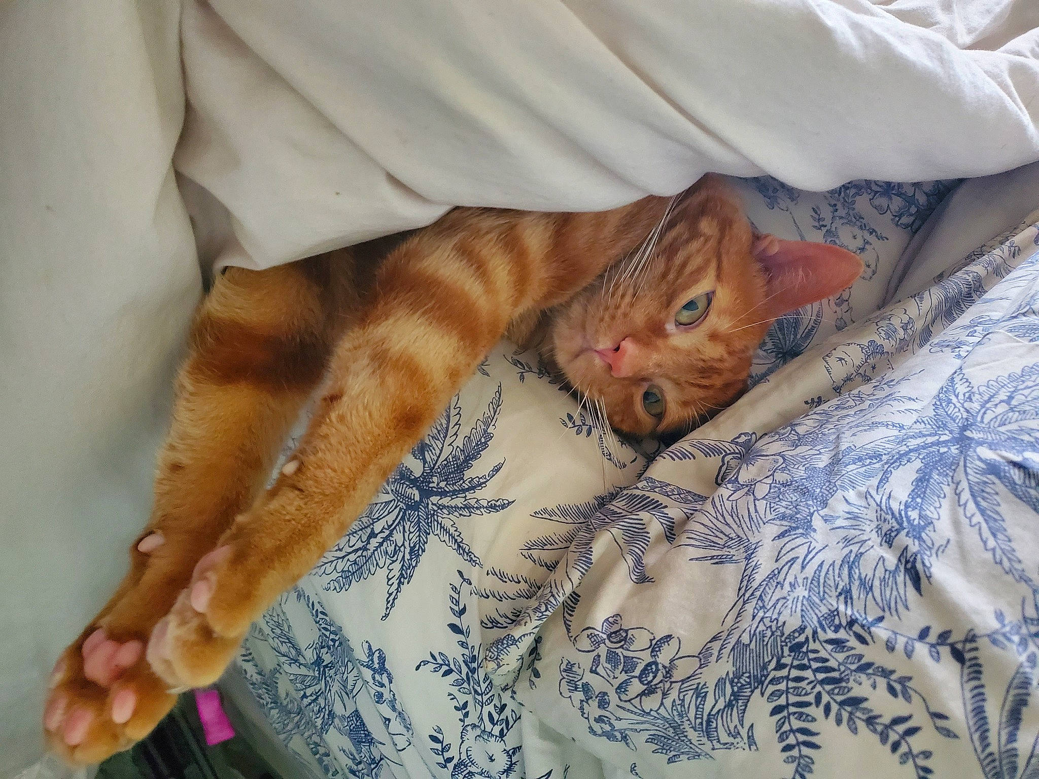 Forest joined the competition — help win amazing prizes! bed, bed_sheet, bedding, carnivore, cat, claw, comfort, couch, domestic_short_haired_cat, fawn, felidae, fur, human_leg, linens, orange, paw, small_to_medium_sized_cats, tail, textile, whiskers