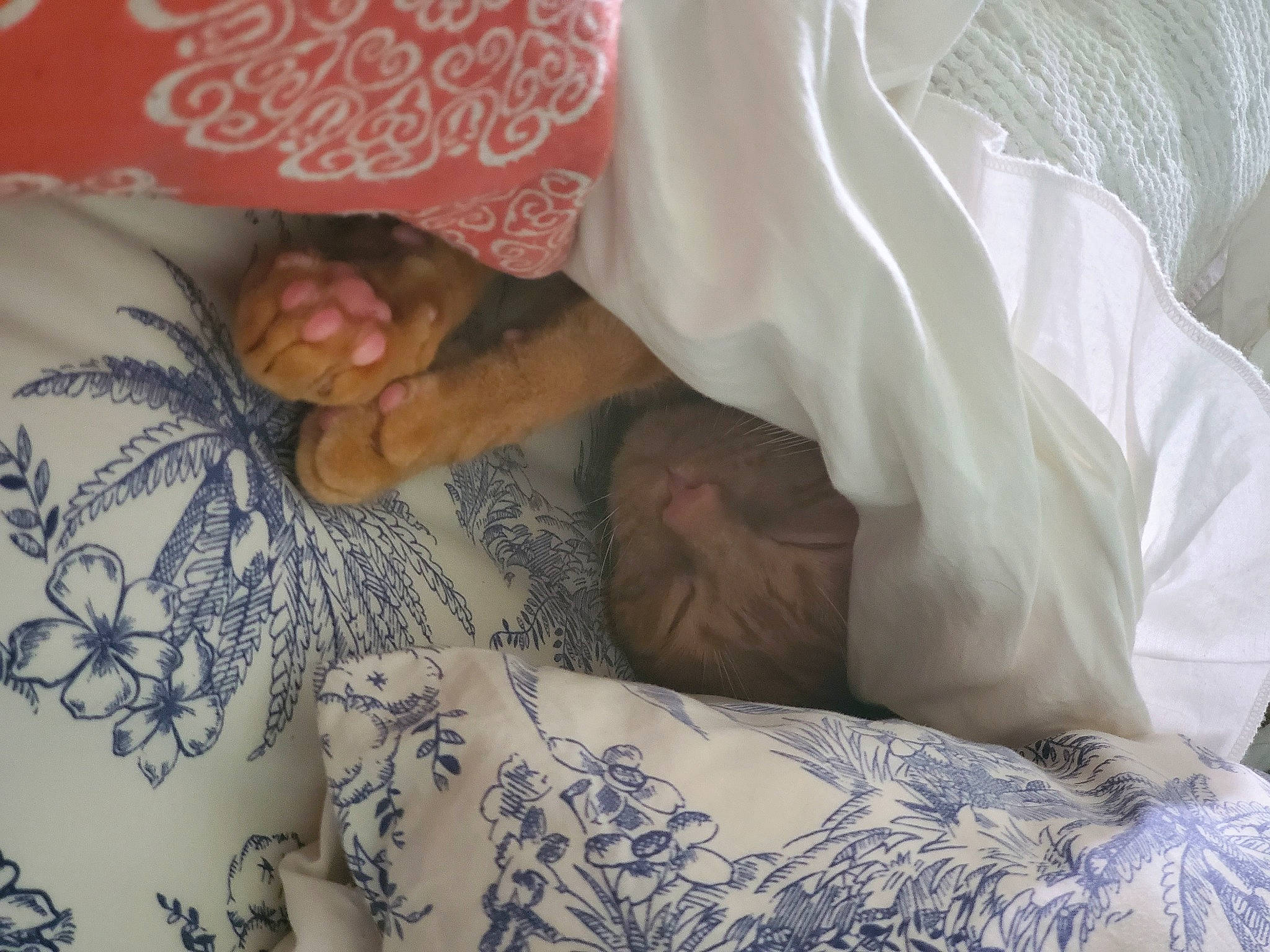 Forest is registered to the contest to win money with this photo: arm, bed, bedding, child, comfort, dress, finger, foot, gesture, hand, human_body, human_leg, joint, leg, linens, nail, skin, textile, thumb, wrist