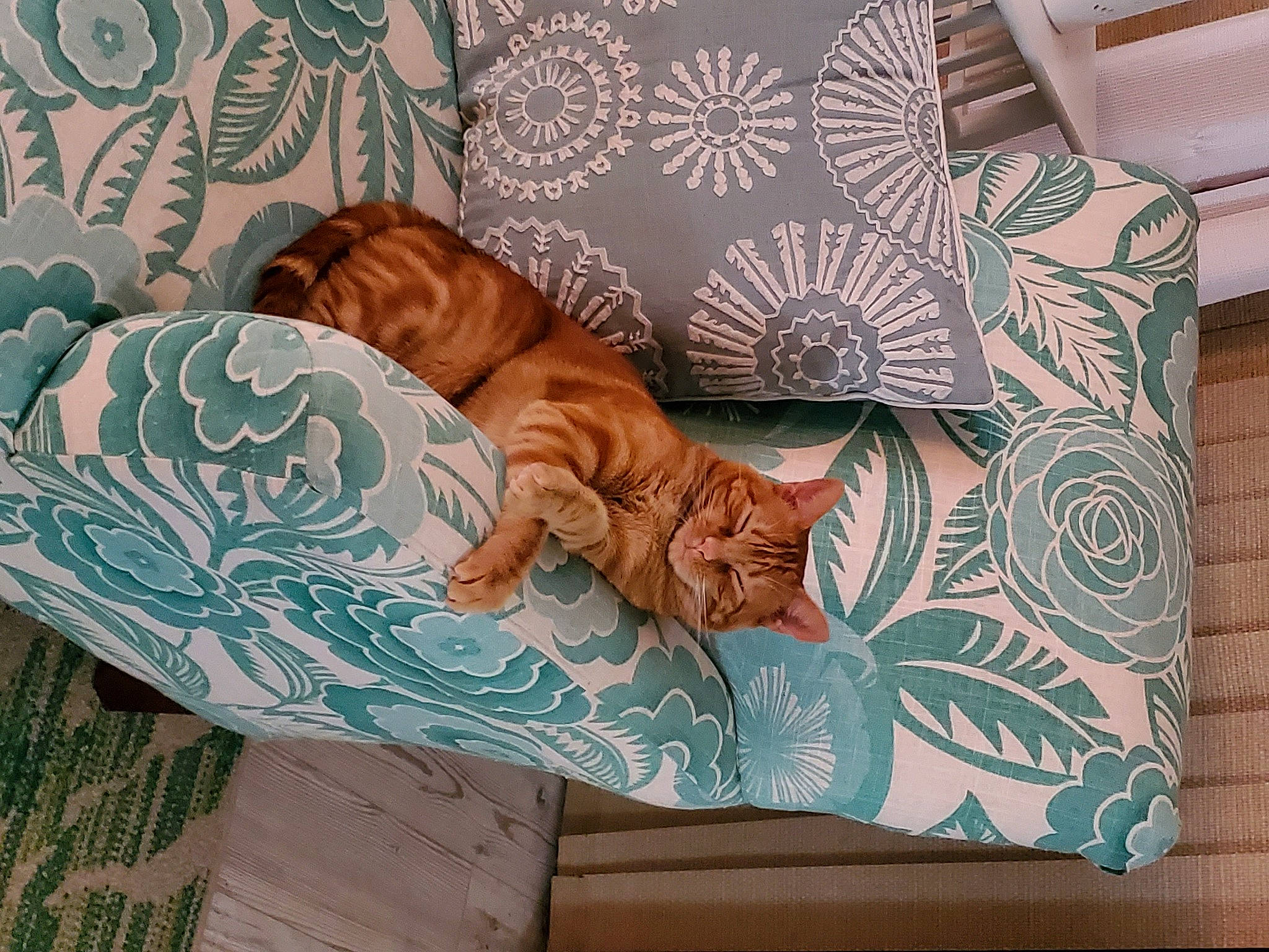 Forest is registered to the contest to win money with this photo: art, bedding, carnivore, cat, comfort, couch, fawn, felidae, interior_design, linens, living_room, organism, pattern, rectangle, room, small_to_medium_sized_cats, textile, tree, whiskers, wood