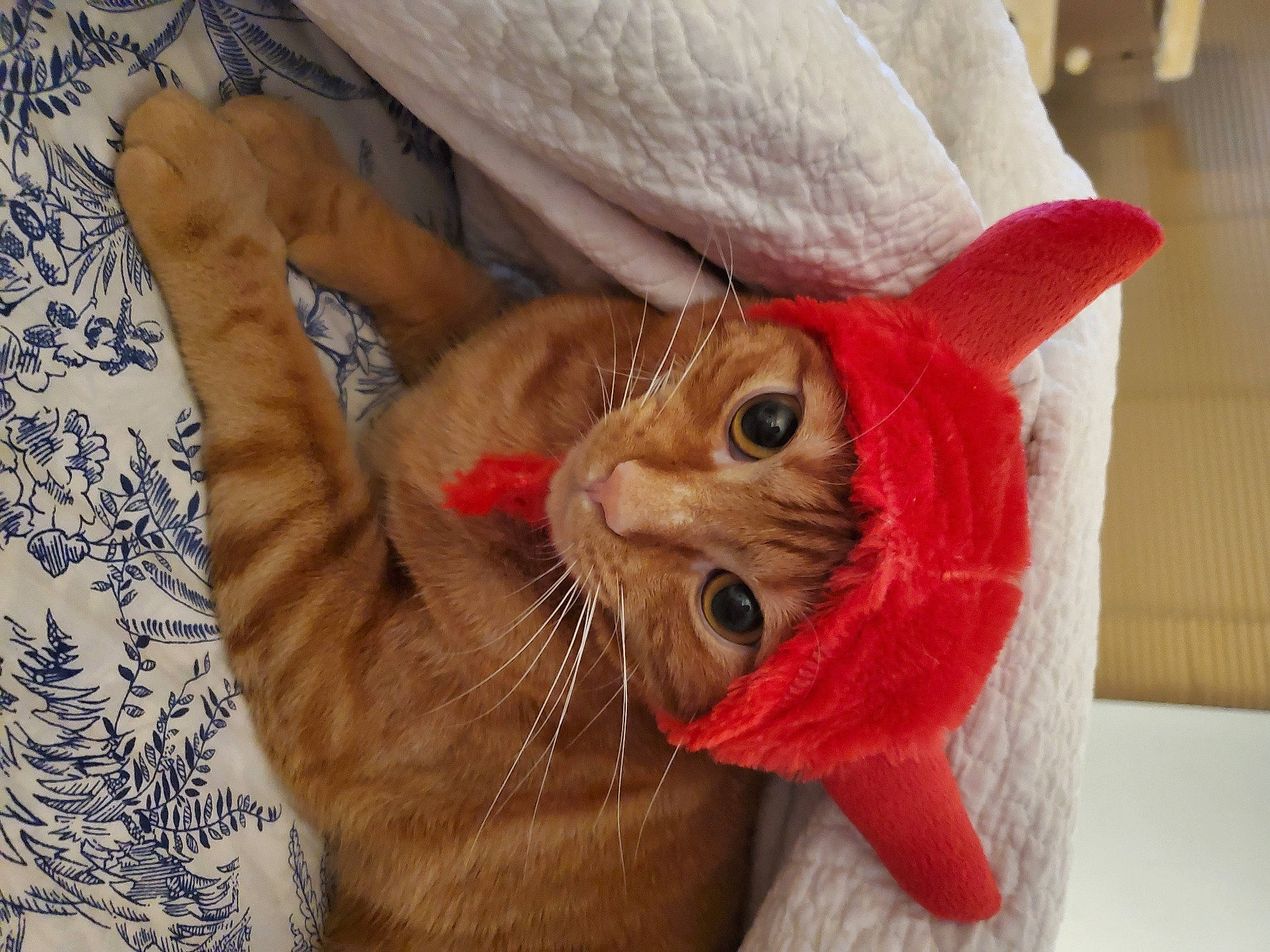 Forest is registered to the contest to win money with this photo: carnivore, cat, christmas, claw, comfort, domestic_short_haired_cat, ear, fawn, felidae, fur, hat, linens, paw, peach, plant, small_to_medium_sized_cats, snout, stuffed_toy, tail, whiskers