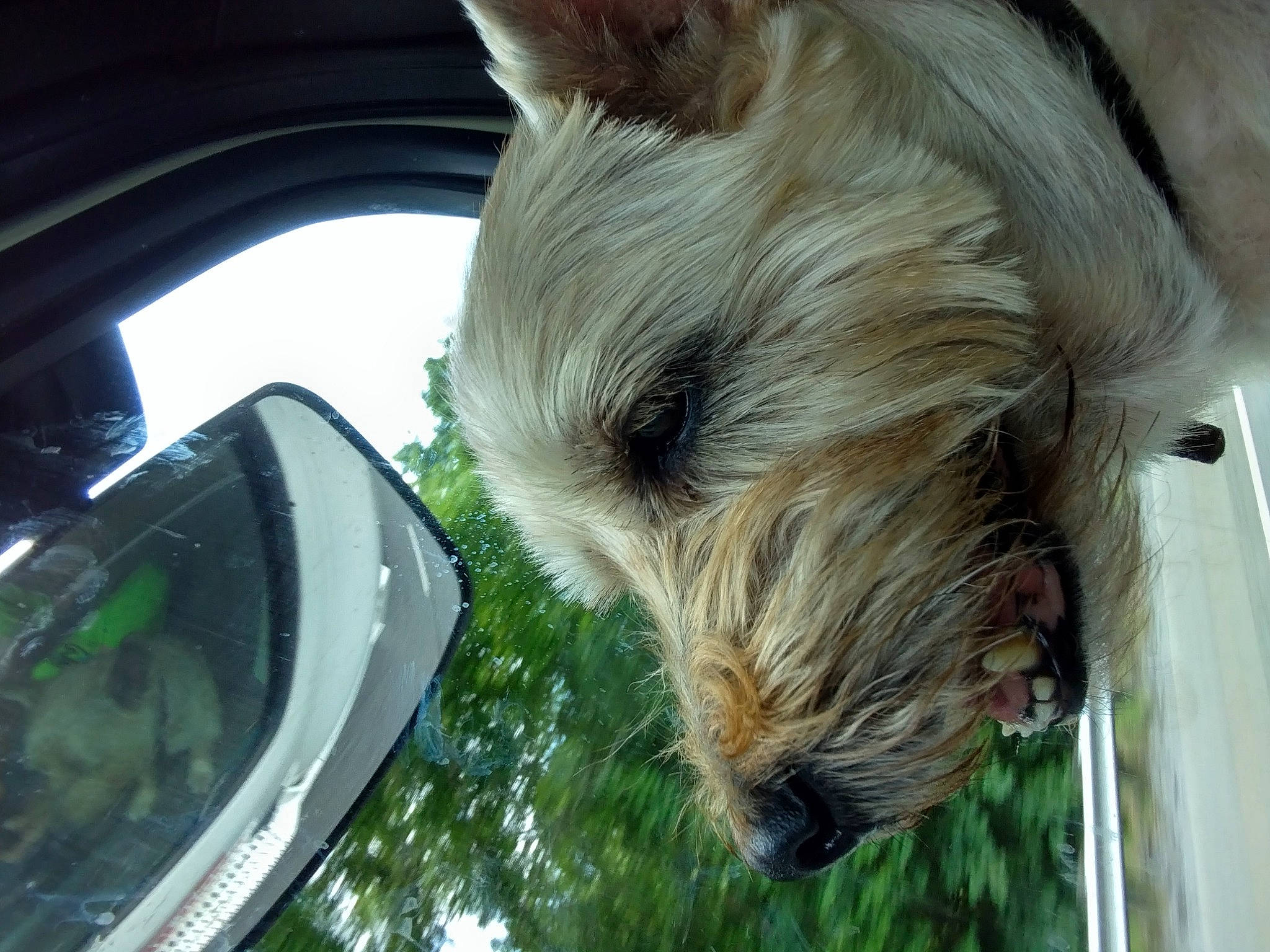 Cody joined the competition — help win amazing prizes! automotive_mirror, carnivore, companion_dog, dog, dog_breed, fawn, hood, liver, mammal, mirror, plant, snout, steering_wheel, terrier, tree, vehicle_door, vertebrate, windshield, wood, working_animal