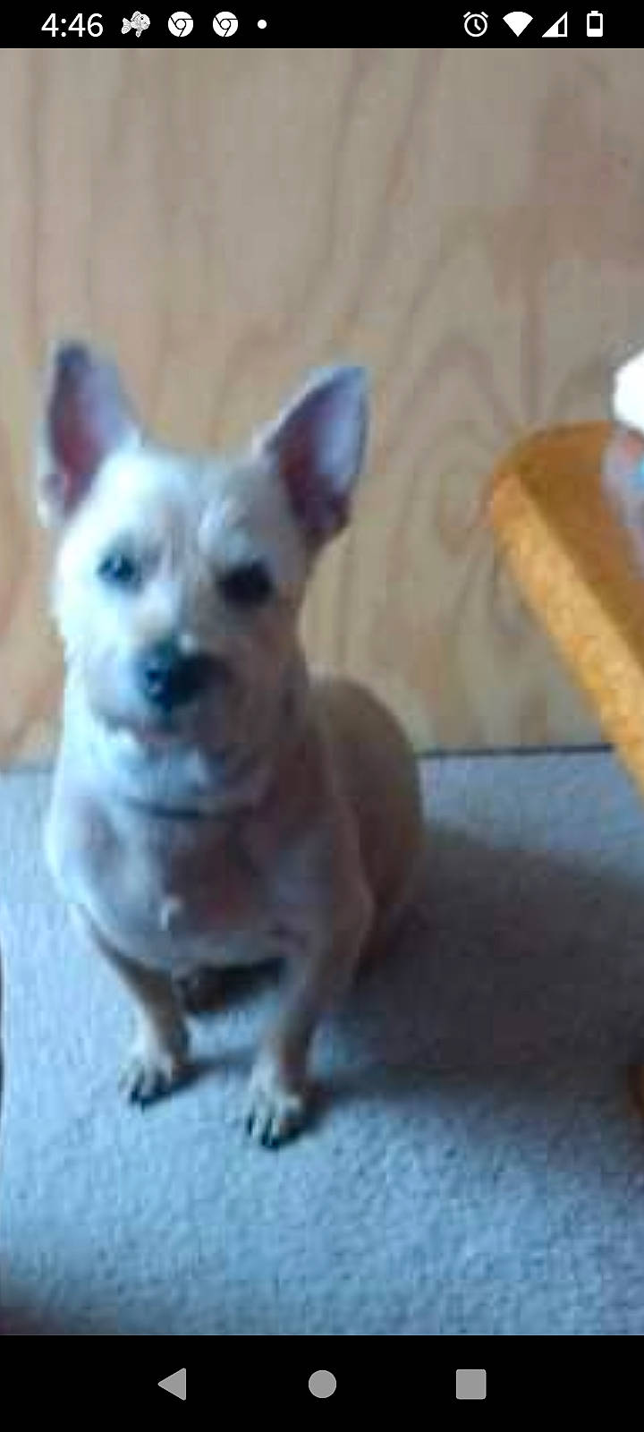 Cody is registered to the contest to win money with this photo: ancient_dog_breeds, canidae, carnivore, chihuahua, companion_dog, dog, dog_breed, dog_supply, ear, fawn, flooring, non_sporting_group, puppy, snout, sporting_group, tail, toy_dog, whiskers, wing, working_animal