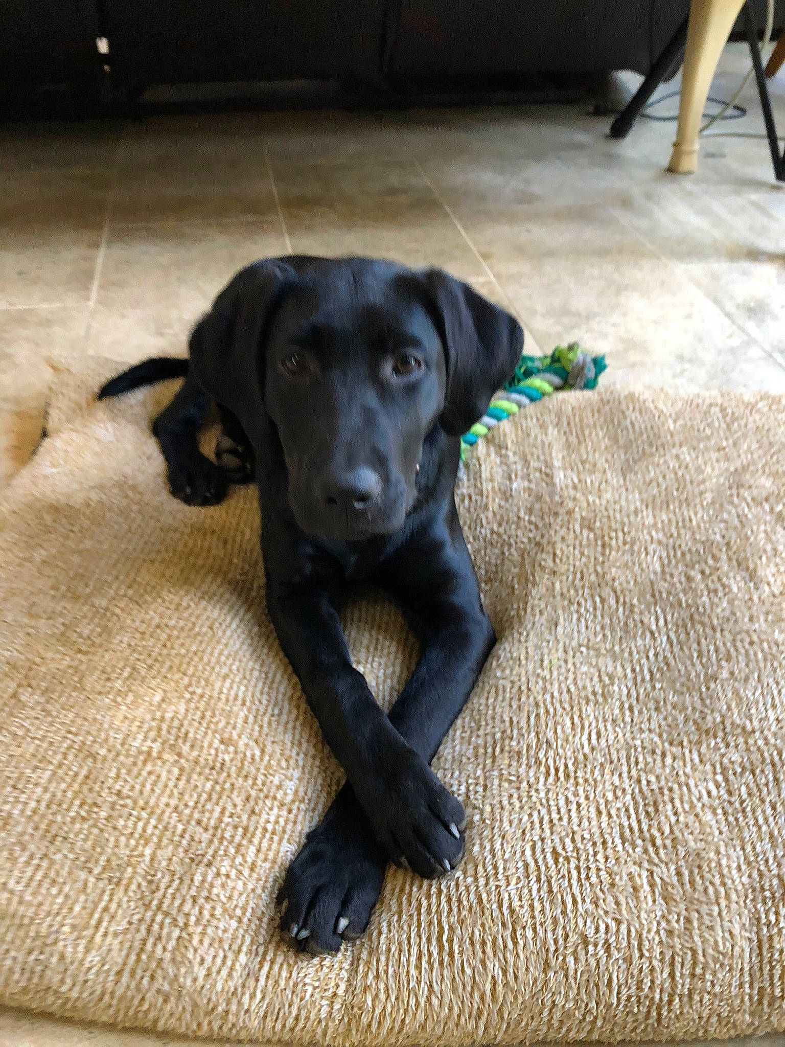 Coda is registered to the contest to win money with this photo: borador, canidae, carnivore, companion_dog, dog, dog_breed, flooring, gun_dog, hardwood, snout, sporting_group, tail, terrestrial_animal, working_animal