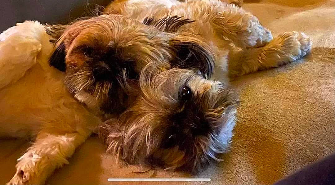 Yoshi Aloy participe au concours pour gagner de l'argent avec cette photo : biewer_terrier, canidae, carnivore, companion_dog, dog, dog_breed, dog_supply, fur, liver, maltepoo, non_sporting_group, small_terrier, snout, sporting_group, terrestrial_animal, terrier, toy_dog, water_dog, working_animal, yorkipoo