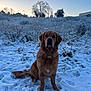 dog, golden_retriever, snow, winter, outdoor, field, animal, pet, nature, grass, trees, sunset, cold, fur, mammal, canine, quiet, serene, landscape, sky