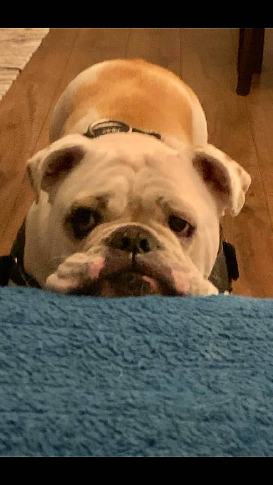 Griff is registered to the contest to win money with this photo: bulldog, canidae, carnivore, companion_dog, dog, dog_breed, fawn, molosser, non_sporting_group, old_english_bulldog, olde_english_bulldogge, pet_supply, snout, sporting_group, toy_dog, whiskers, white_english_bulldog, working_animal, working_dog