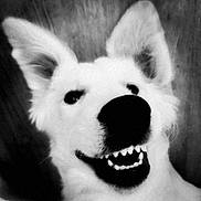 Uno a rejoint le concours — aidez-le/la à gagner de superbes lots ! dog, white_dog, close_up, smiling, teeth, black_and_white, ears, nose, pet, animal, portrait, canine, funny, cute, happy, face, furry, domestic_animal, friendly, playful