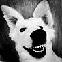 dog, white_dog, close_up, smiling, teeth, black_and_white, ears, nose, pet, animal, portrait, canine, funny, cute, happy, face, furry, domestic_animal, friendly, playful