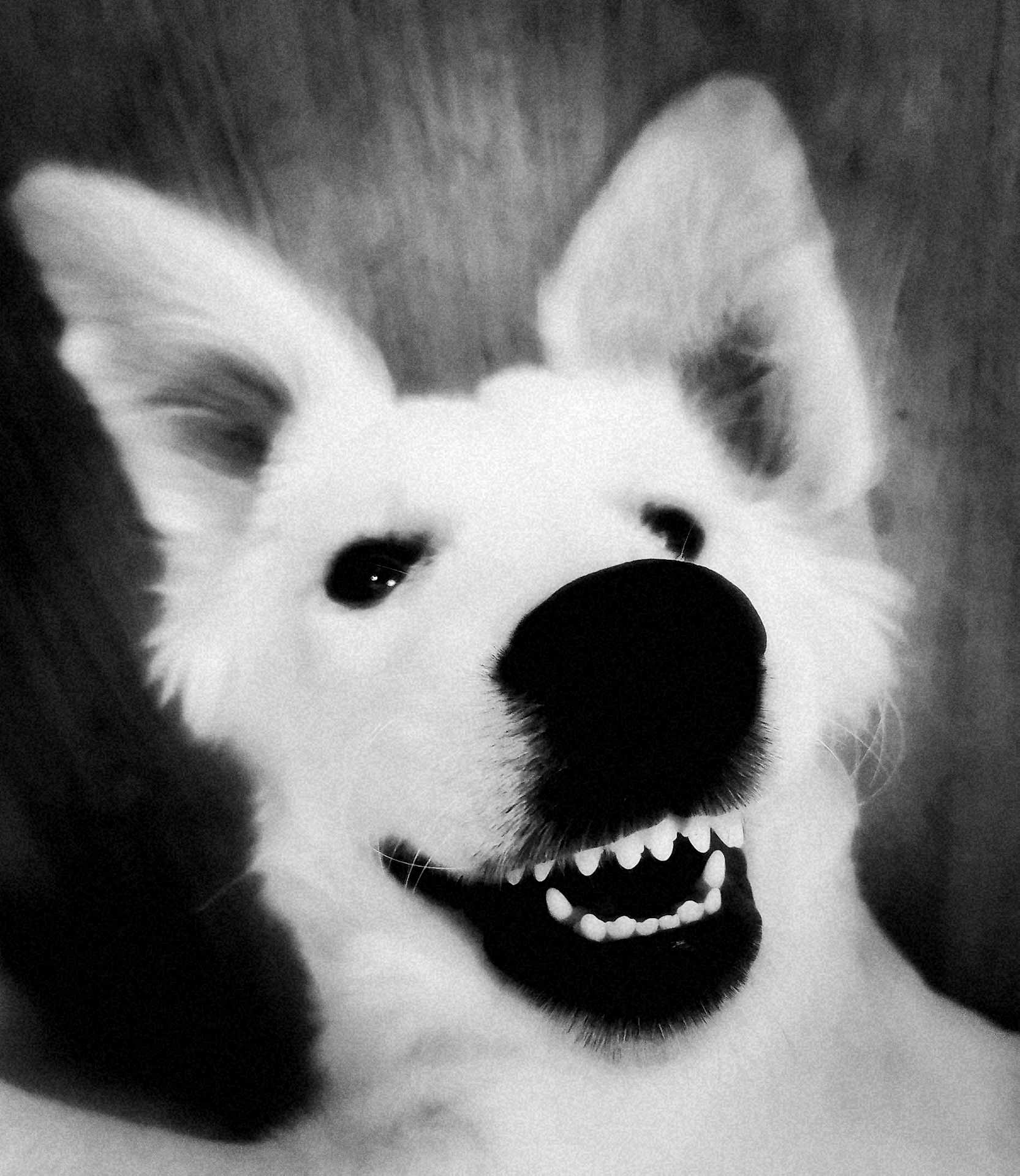 Uno a rejoint le concours — aidez-le/la à gagner de superbes lots ! dog, white_dog, close_up, smiling, teeth, black_and_white, ears, nose, pet, animal, portrait, canine, funny, cute, happy, face, furry, domestic_animal, friendly, playful