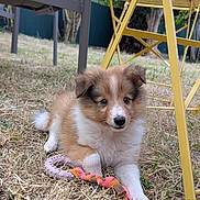 Balzac participe au concours pour gagner de l'argent avec cette photo : puppy, dog, toy, grass, outdoor, yellow_table, pet, cute, fur, brown, white, playful, animal, garden, chair, nature, small, young, relaxed, domestic