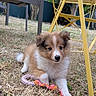 puppy, dog, toy, grass, outdoor, yellow_table, pet, cute, fur, brown, white, playful, animal, garden, chair, nature, small, young, relaxed, domestic