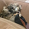 Linxy is registered to the contest to win money with this photo: animal, black, brown, cat, comfort, couch, cozy, cute, fabric, fluffy, fur, hat, indoor, nap, pattern, paw, pet, relaxed, resting, sleeping