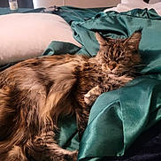 Linxy is registered to the contest to win money with this photo: animal, bed, blanket, cat, cozy, domestic, feline, fur, home, indoor, long_hair, pet, pillow, relaxed, resting, satin, sleepy, soft_lighting, tabby, teal