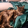 animal, bed, blanket, cat, cozy, domestic, feline, fur, home, indoor, long_hair, pet, pillow, relaxed, resting, satin, sleepy, soft_lighting, tabby, teal