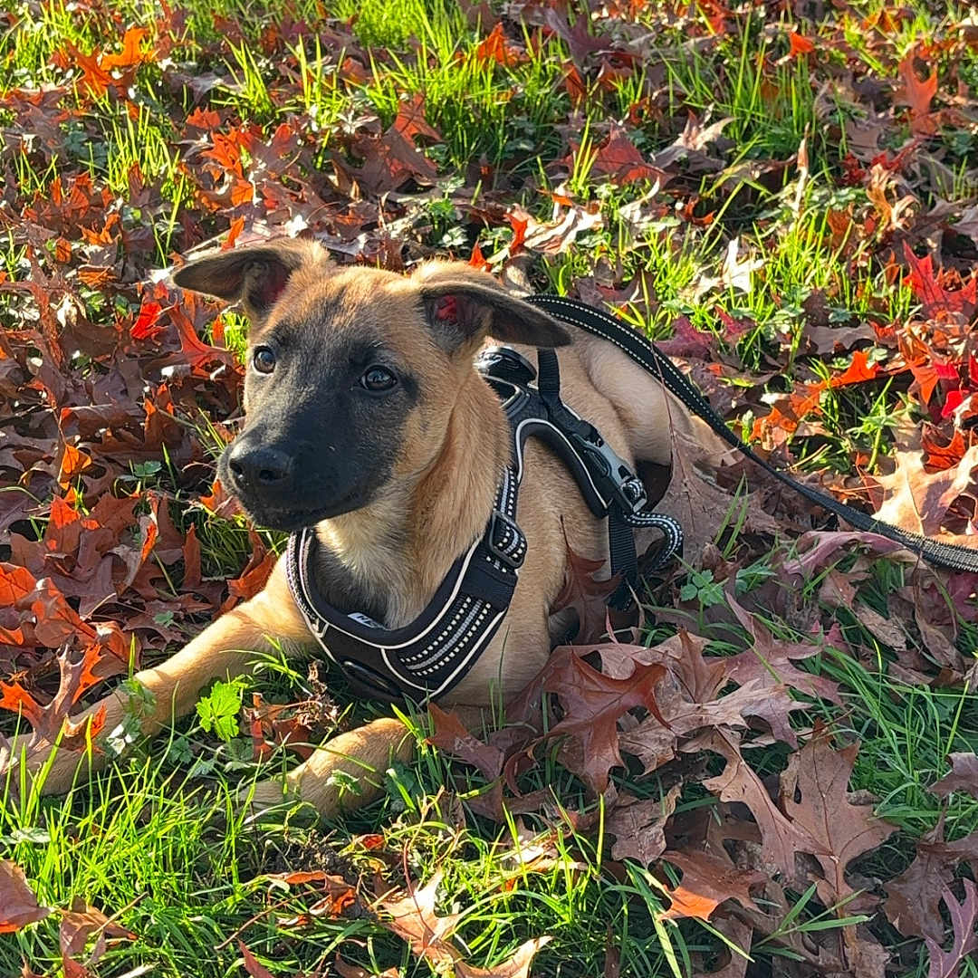 Coba participe au concours pour gagner de l'argent avec cette photo : animal, canine, dog, face, grass, grove, head, land, leaf, nature, outdoors, person, pet, photography, plant, portrait, puppy, tree, vegetation, woodland