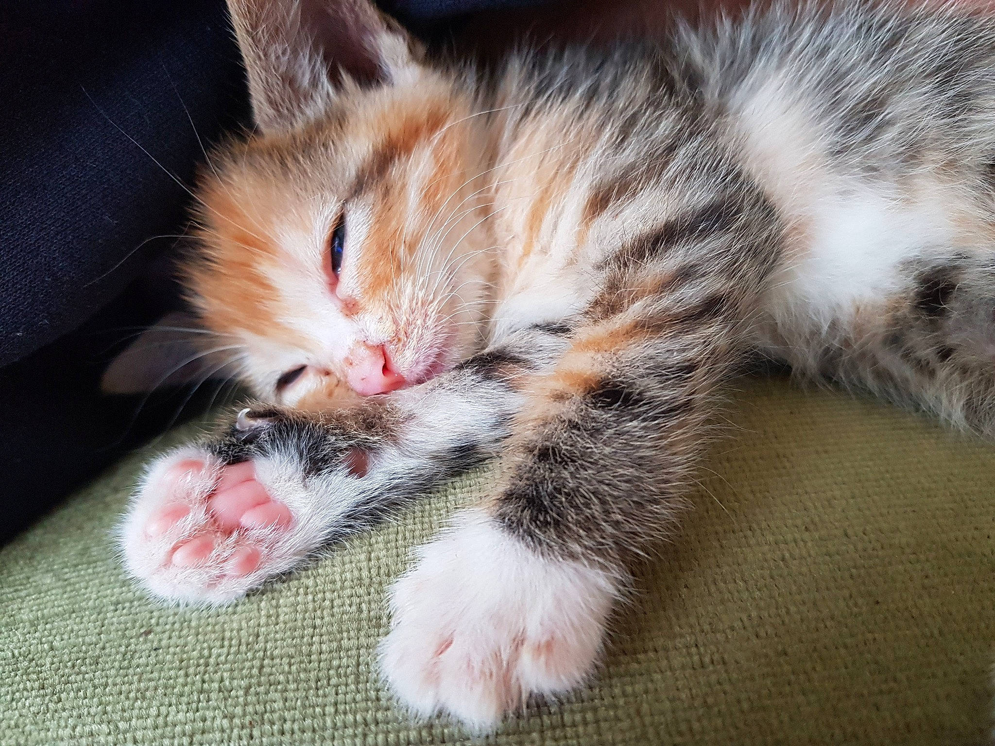 Biscotte participe au concours pour gagner de l'argent avec cette photo : aegean_cat, american_wirehair, asian, carnivore, cat, claw, domestic_short_haired_cat, european_shorthair, felidae, fur, kitten, leg, mammal, nap, paw, polydactyl_cat, small_to_medium_sized_cats, snout, tabby_cat, whiskers