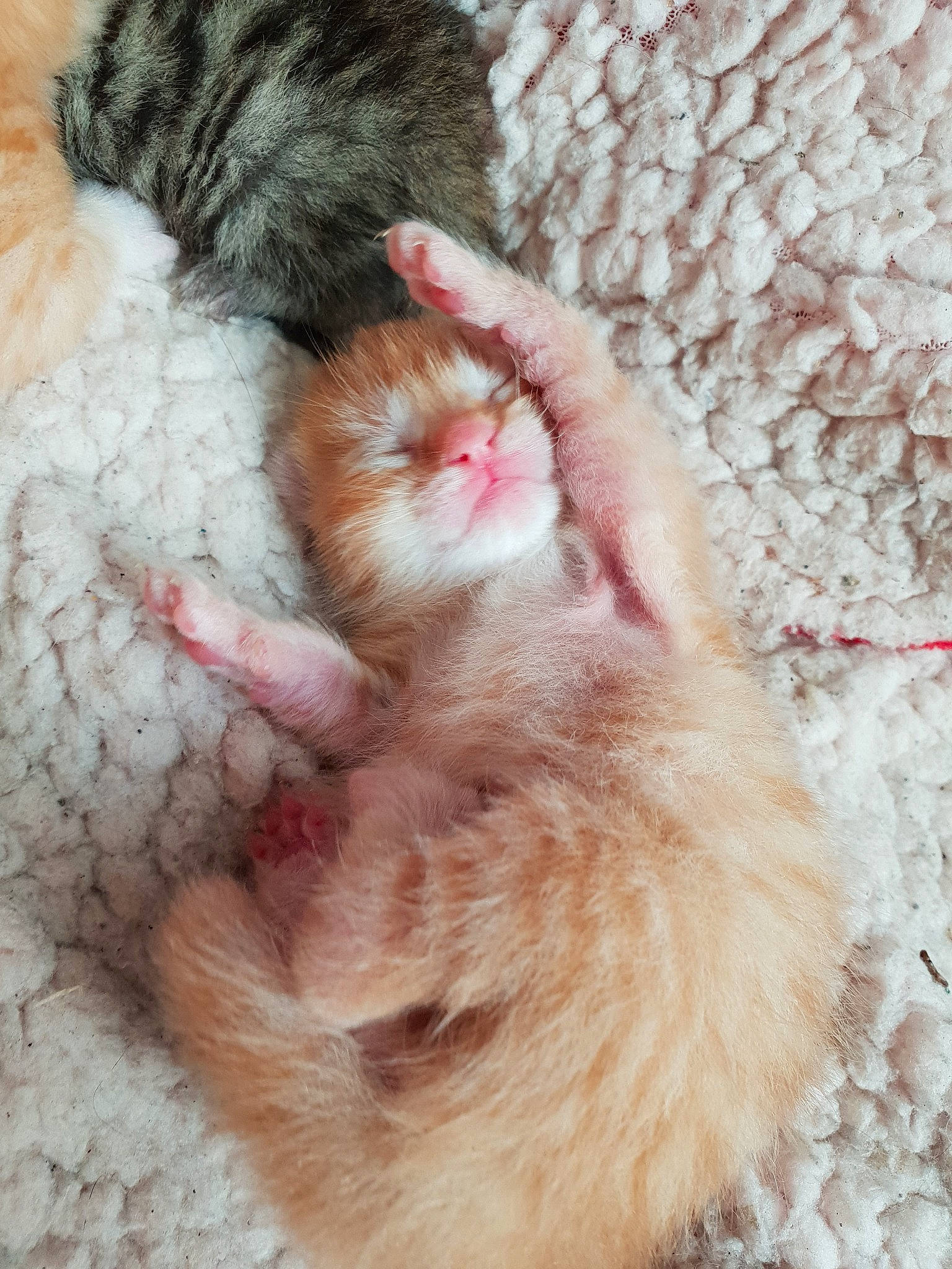 Biscotte participe au concours pour gagner de l'argent avec cette photo : carnivore, cat, claw, ear, fawn, felidae, fur, german_rex, kitten, laperm, nose, paw, polydactyl_cat, selkirk_rex, skin, small_to_medium_sized_cats, snout, tail, whiskers