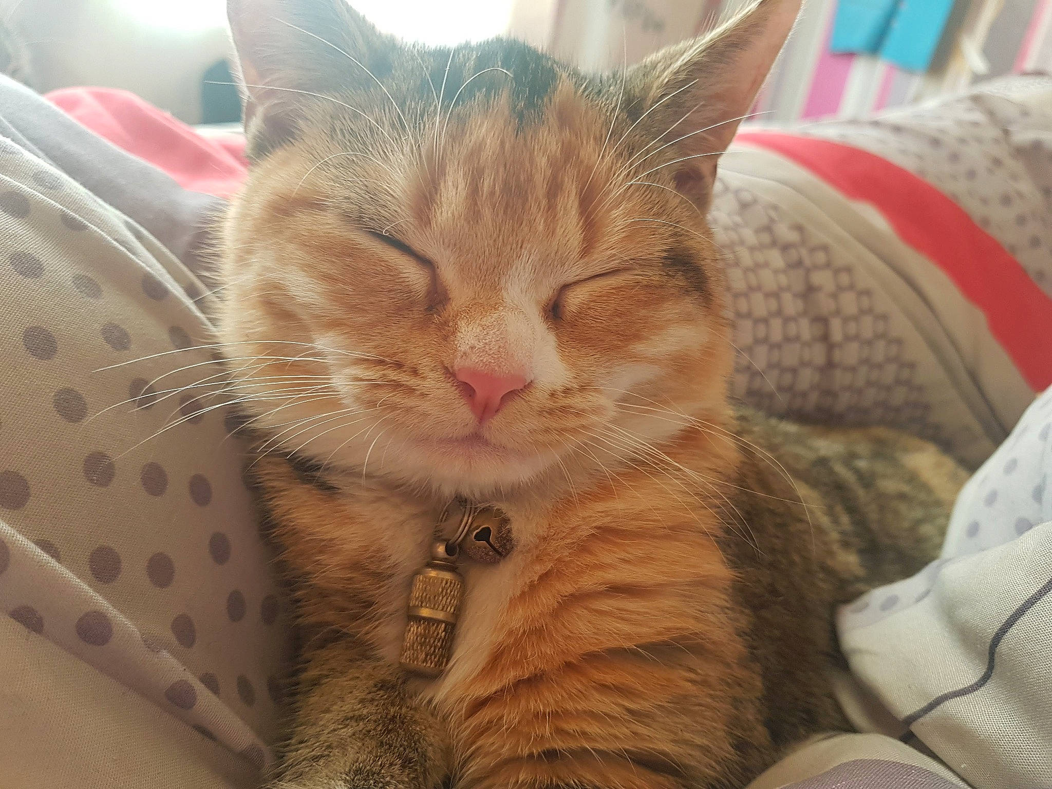 Biscotte participe au concours pour gagner de l'argent avec cette photo : aegean_cat, american_shorthair, asian, california_spangled, carnivore, cat, domestic_short_haired_cat, dragon_li, ear, european_shorthair, eye, felidae, fur, kitten, nap, nose, small_to_medium_sized_cats, snout, tabby_cat, whiskers