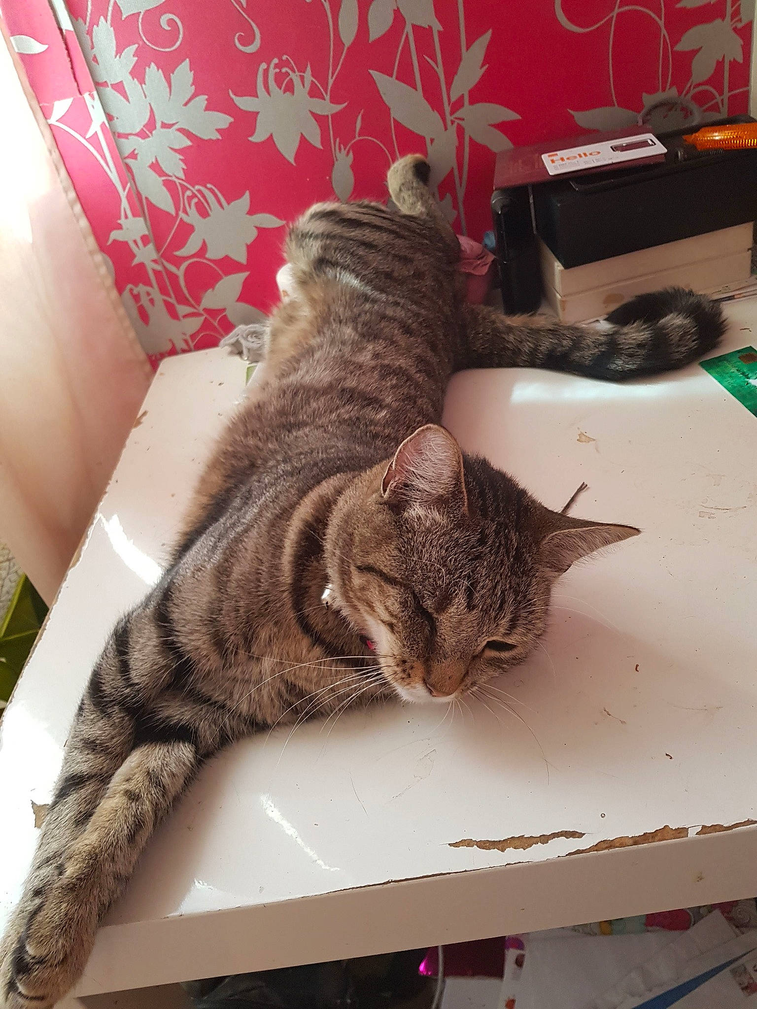 Rosa a rejoint le concours — aidez-le/la à gagner de superbes lots ! american_shorthair, asian, california_spangled, carnivore, cat, domestic_short_haired_cat, dragon_li, egyptian_mau, european_shorthair, felidae, fur, kitten, ocicat, pixie_bob, small_to_medium_sized_cats, tabby_cat, tail, toyger, whiskers