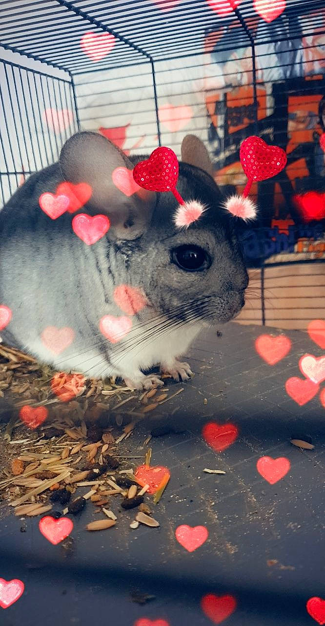 Dazai a rejoint le concours — aidez-le/la à gagner de superbes lots ! chinchilla, degu, dormouse, fawn, gerbil, hamster, marsupial, mouse, muridae, muroidea, pest, possum, rat, rodent, snout