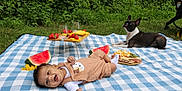 Ian Elias is registered to the contest to win money with this photo: baby, child, dog, picnic, watermelon, strawberries, cheese, crackers, grass, blanket, outdoor, food, summer, happy, smiling, nature, greenery, snack, playful, pet