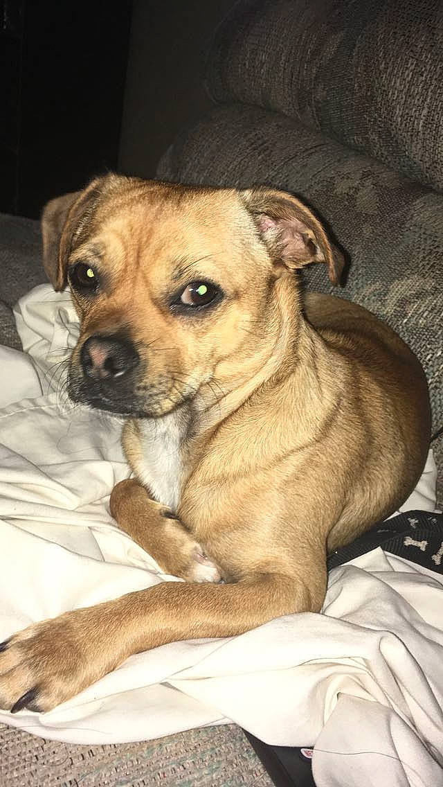 Paco is registered to the contest to win money with this photo: ancient_dog_breeds, canidae, carnivore, collar, companion_dog, dog, dog_breed, dog_collar, fawn, fur, paw, puppy, snout, sporting_group, street_dog, terrestrial_animal, toy_dog, whiskers, working_animal, wrinkle