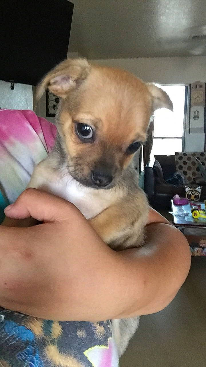 Paco Taco is registered to the contest to win money with this photo: canidae, carnivore, chihuahua, companion_dog, dog, dog_breed, dog_supply, ear, fawn, fur, non_sporting_group, paw, puppy, snout, sporting_group, terrestrial_animal, toy_dog, whiskers, window, working_animal