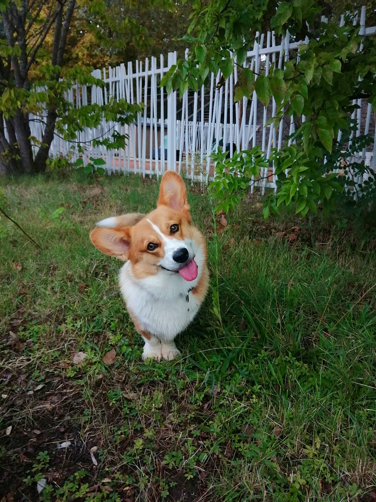 Trust participe au concours pour gagner de l'argent avec cette photo : canidae, carnivore, companion_dog, dog, dog_breed, fawn, fence, garden, grass, home_fencing, picket_fence, plant, snout, sporting_group, tail, terrestrial_animal, toy_dog, tree, welsh_corgi, whiskers