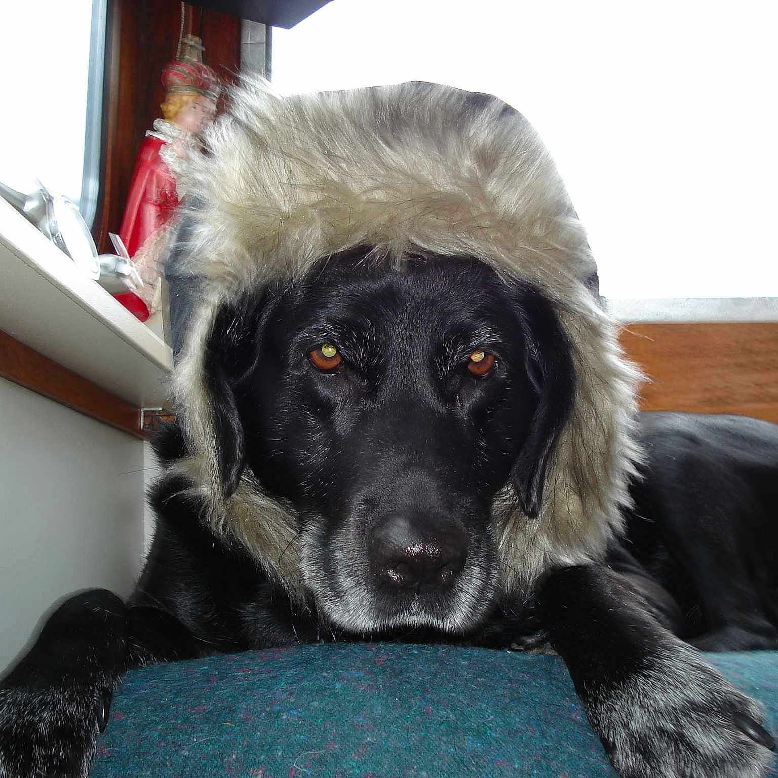 Chipie