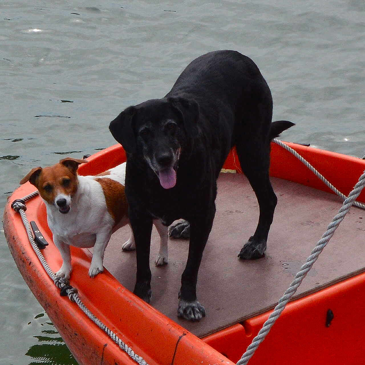 Chipie participe au concours pour gagner de l'argent avec cette photo :