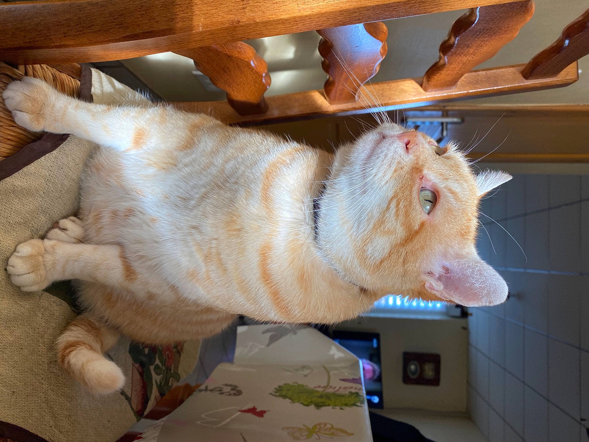 Bubulle participe au concours pour gagner de l'argent avec cette photo : carnivore, cat, fawn, felidae, fur, jaw, room, small_to_medium_sized_cats, tail, whiskers