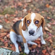 Pacco participe au concours pour gagner de l'argent avec cette photo : animal, autumn, beagle, black, brown, cute, dog, ears, ground, leaves, looking_up, moss, nature, nose, outdoor, pet, portrait, sitting, stone, white