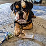 dog, bulldog, puppy, pet, toy, rope_toy, bone, rug, carpet, indoor, living_room, paw, face, close_up, portrait, brown_black_white, cute, chew_toy, cozy, sitting
