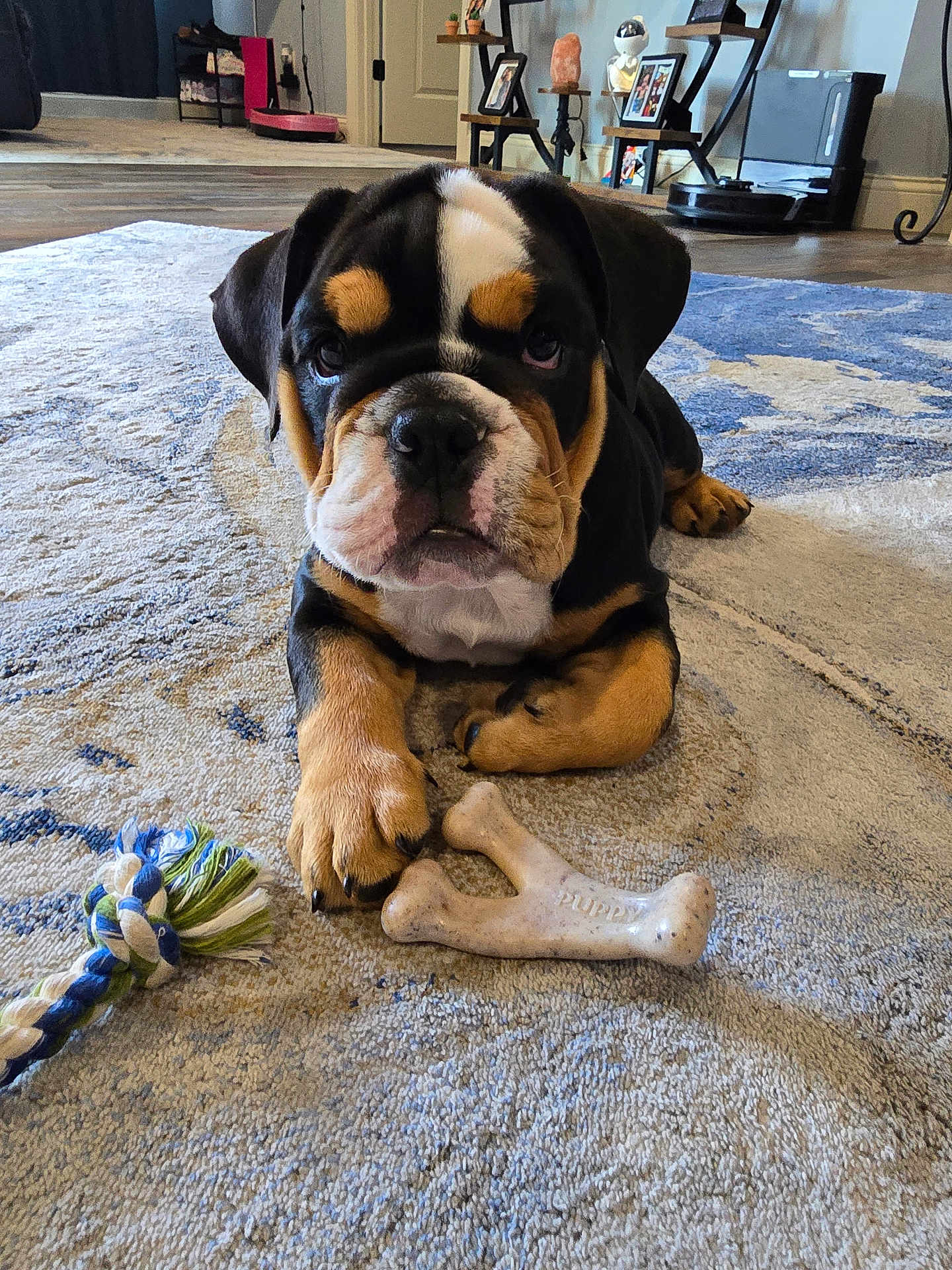Bentley is registered to the contest to win money with this photo: dog, bulldog, puppy, pet, toy, rope_toy, bone, rug, carpet, indoor, living_room, paw, face, close_up, portrait, brown_black_white, cute, chew_toy, cozy, sitting