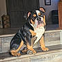 Bentley is registered to the contest to win money with this photo: dog, bulldog, pet, stairs, wooden_steps, indoor, sitting, portrait, looking_at_camera, paws, tongue, wrinkled_face, short_muzzle, tricolor, companion_animal, home_interior, doorway, furniture, flooring, canine