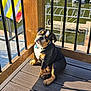 Bentley is registered to the contest to win money with this photo: dog, puppy, bulldog, deck, wood_post, railing, dock, boat, water, marina, sunlight, shadow, collar, tag, outdoor, pet, sitting, cute, portrait, flag