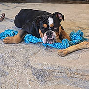 Bentley is registered to the contest to win money with this photo: bulldog, dog, pet, rope_toy, bone, carpet, rug, indoor, living_room, furniture, paw, chew_toy, black_and_tan, white_marking, expressive_face, resting, playful, closeup, mammal, companion