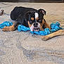 bulldog, dog, pet, rope_toy, bone, carpet, rug, indoor, living_room, furniture, paw, chew_toy, black_and_tan, white_marking, expressive_face, resting, playful, closeup, mammal, companion
