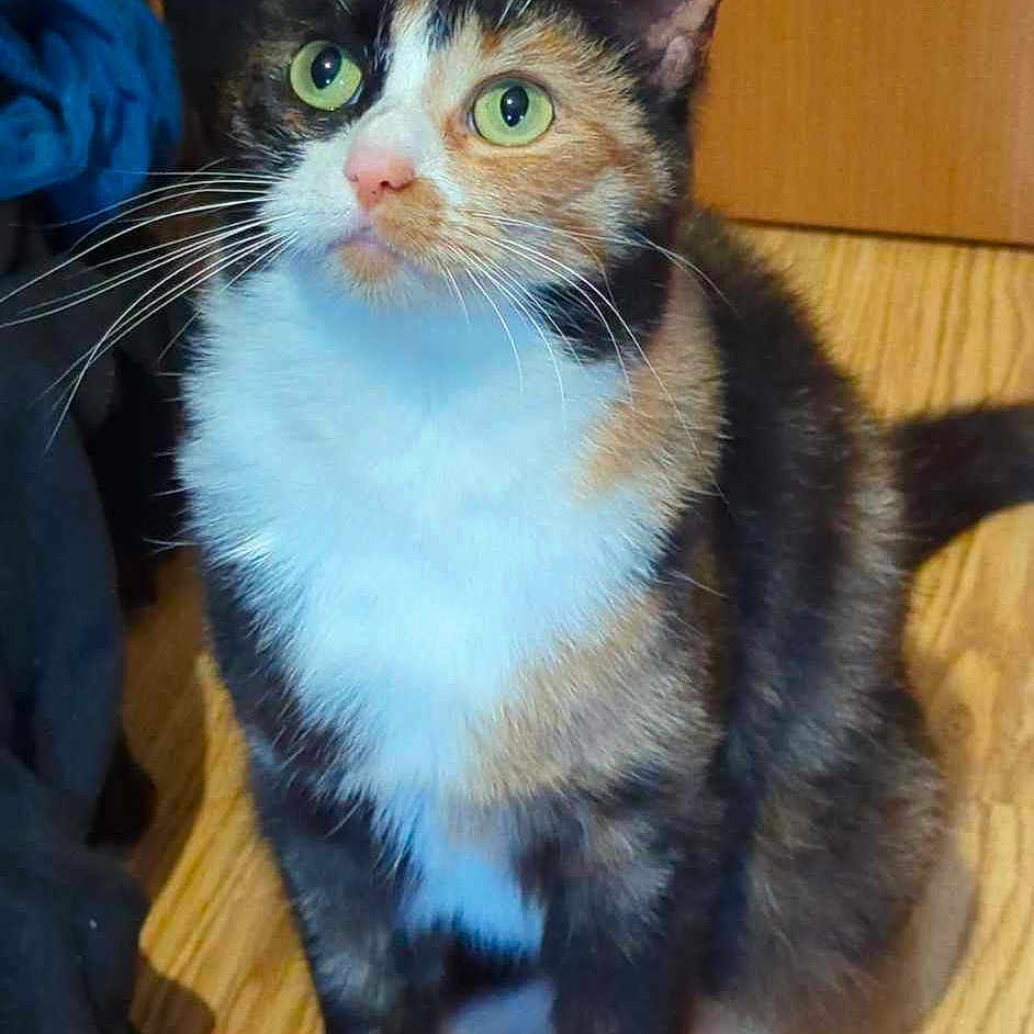 Patchy is registered to the contest to win money with this photo: abyssinian, accessories, angora, animal, brasssection, cat, hardwood, horn, indoors, kitten, manx, musicalinstrument, pet, plywood, siamese, slate, stainedwood, strap, wood