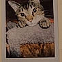 Bow is registered to the contest to win money with this photo: cat, pet, animal, feline, cute, curious, blanket, fur, whiskers, ears, eyes, portrait, indoor, cozy, nostalgic, instant_photo, vintage, soft_texture, close_up, resting