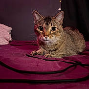 Bow joined the competition — help win amazing prizes! cat, tabby, pet, indoor, bed, purple_bedspread, curious, feline, whiskers, ears, fur, animal, closeup, resting, cozy, domestic, cute, eyes, star_stickers, background