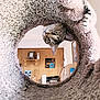 Bow is registered to the contest to win money with this photo: cat, tabby_cat, cat_tree, curious, indoor, household, shelf, framed_picture, paw, wide_eyes, carpeted_surface, furniture, wooden_wall, decor, pet, animal, looking, cozy, room, upside_down