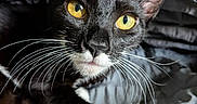 Bruce joined the competition — help win amazing prizes! cat, tuxedo_cat, yellow_eyes, whiskers, close_up, pet, animal, feline, black_and_white, fur, paws, blanket, indoor, resting, portrait, cute, relaxed, soft_texture, domestic_cat, cozy