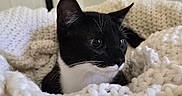 Bruce joined the competition — help win amazing prizes! black_and_white, blanket, cat, closeup, comfort, cozy, curious, cute, domestic_animal, ears, feline, indoor, kitten, knit, pet, resting, soft_texture, tuxedo_cat, whiskers, young_animal